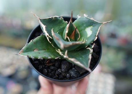 アガベ　チタノタ　白鯨　Agave titanota White whale　No.2