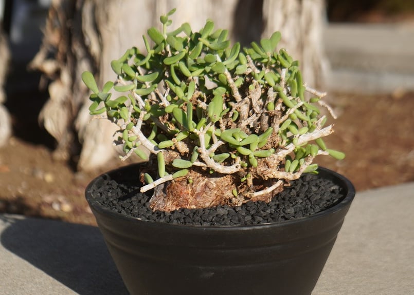 ケラリア ピグマエア | mana's farm:塊根植物・アガベ・ドライガーデン