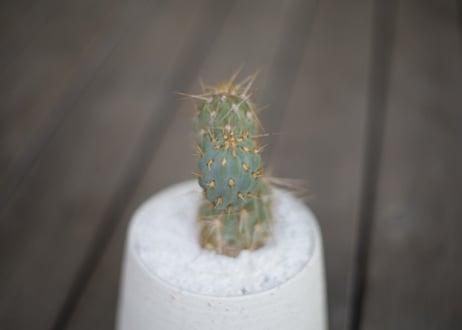 ミクエリオプンチア・ミクエリー Miqueliopuntia miquelii