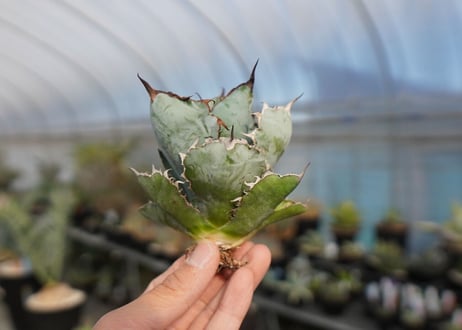agave titanota ブラック＆ブルー　No.8