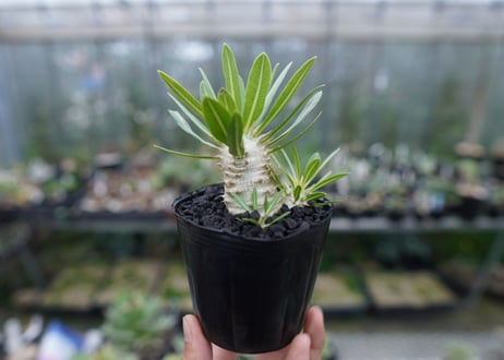 パキポディウム　ロスラツム　Pachypodium rosulatum  No.1