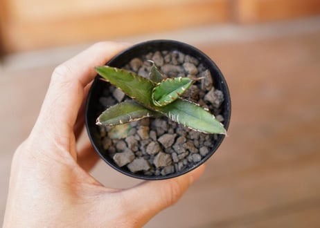 Agave titanota filigree　子株