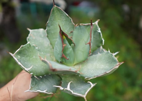 Agave titanota 白鯨 D NO.2