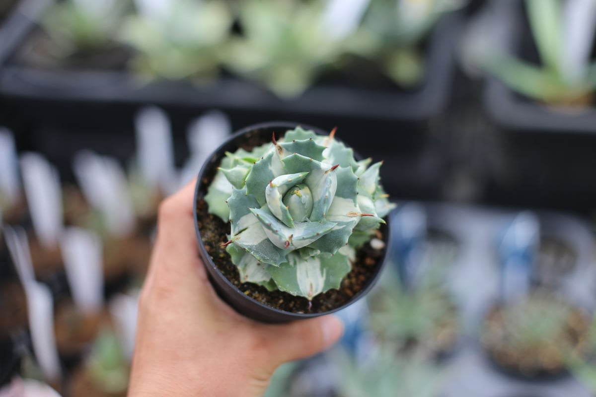 fit=scale-down,w=1200