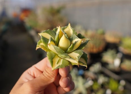 agave 王妃雷神黄中斑 NO.3