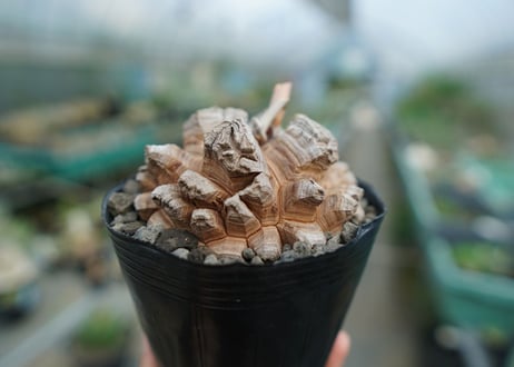 【長谷川園芸産】亀甲竜　Dioscorea elephantipes　No.4