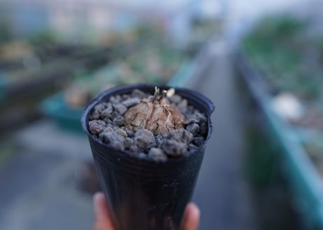 亀甲竜　Dioscorea elephantipes　No.4