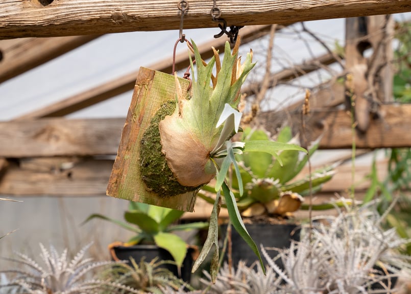 P. Wolverine ( veitchii AR × willinckii ) | man