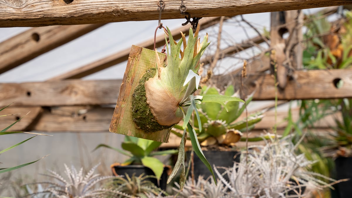 P. Wolverine ( veitchii AR × willinckii ) | man