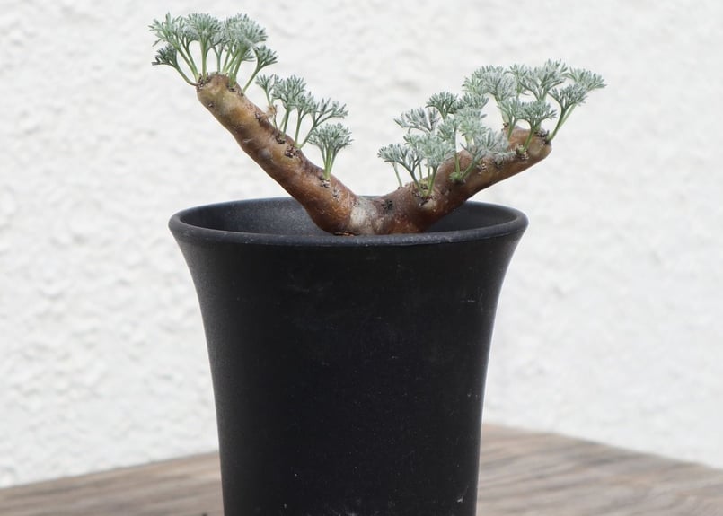 サルコカウロン ムルチフィズム | mana's farm:塊根植物・アガベ