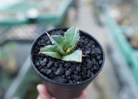 アガベ　チタノタ　FO-76　Agave titanota  FO-76　No.15
