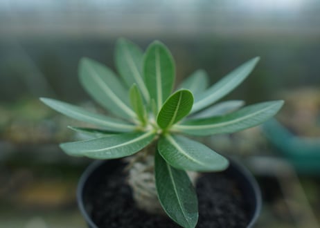 パキポディウム　恵比寿大黒　Pachypodium Densicaule　No.3