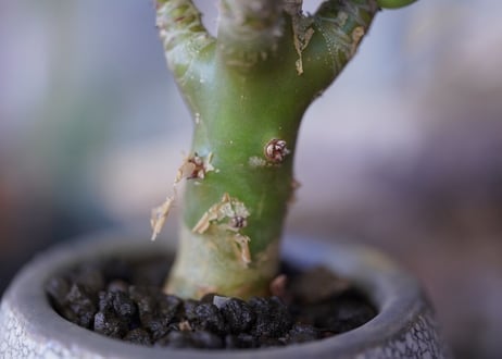 Tylecodon paniculatus