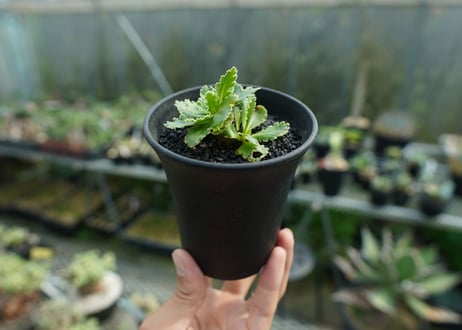 オトンナ　チュベローサ　Othonna tuberosa No.2
