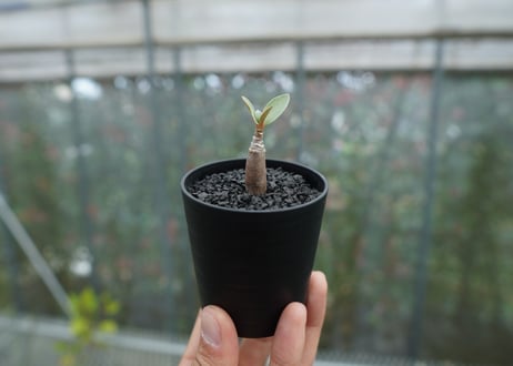 アデニウム　Adenium  No.6