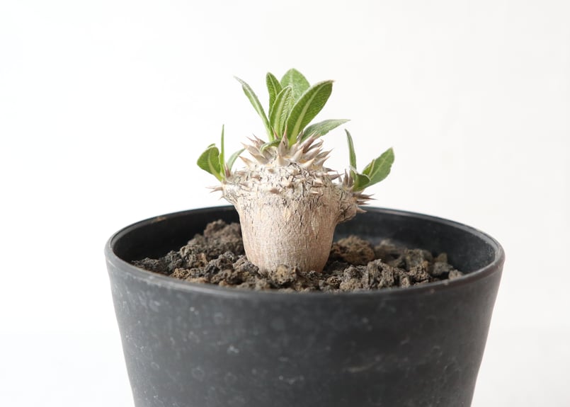 パキポディウム 恵比寿大黒 | mana's farm:塊根植物・アガベ・ドライ