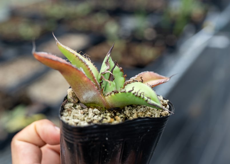 Ka-zu　アガベ　オテロイ　実生株　子株　PP01 発根済 Ka-zu様専用 アガベ オテロイ 実生株 子株 PP01 発根済 アガベ