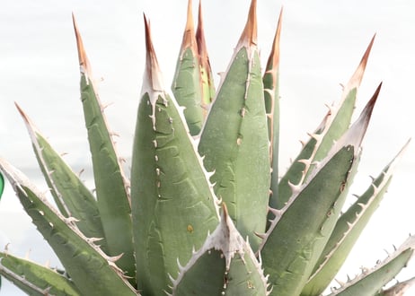 Agave purpusorum