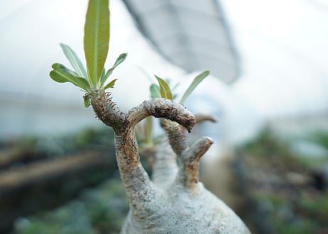パキポディウム　グラキリス　 Pachypodium Gracilius  No.2