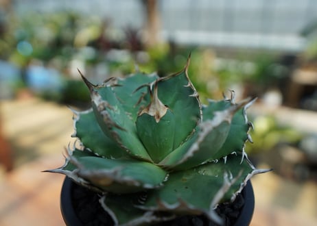 アガベ　チタノタ　FO-76　agave titanota  FO-76　No.1