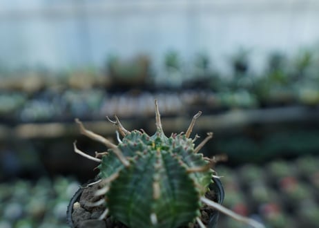 ユーフォルビア　バリダ　Euphorbia valida　No.3