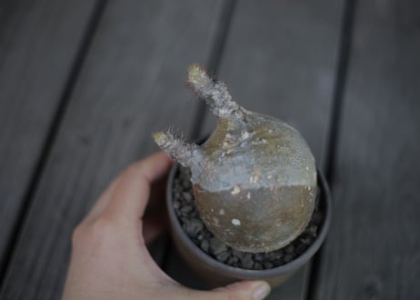 パキポディウム  グラキリス Pachypodium Gracilius