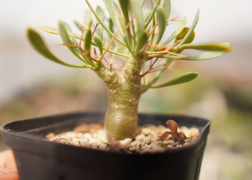 オトンナ ユーフォルビオイデス NO.1 | mana's farm:塊根植物・アガベ