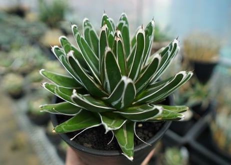 アガベ　笹の雪　Agave victoriae reginae