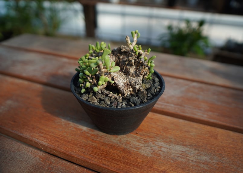 ケラリア ピグマエア　斑入り　レア？ ケラリア ピグマエア 斑入り レア？ ケラリア ピグマエア 斑入り レア