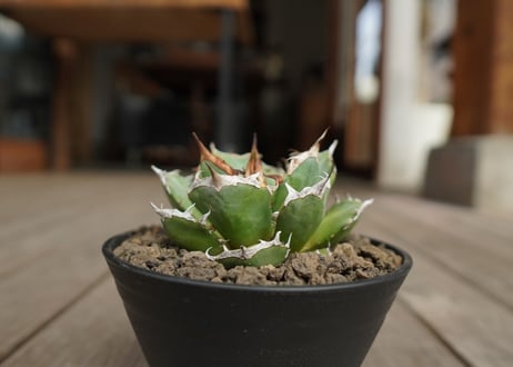 アガベ　チタノタ　鬼爪　雪峰 　Agave titanota “Onitsume Yukimine”