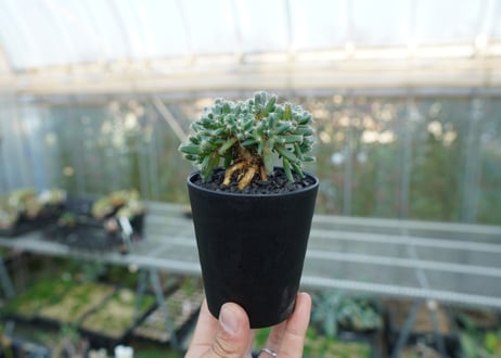 トリコディアデマ　デンサム　Trichodiadema densum  No.1