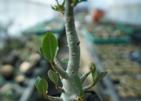 アデニウム　Adenium　No.10