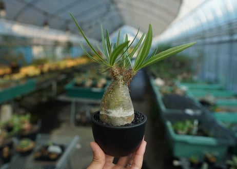 パキポディウム　グラキリス　 Pachypodium Gracilius  No.8