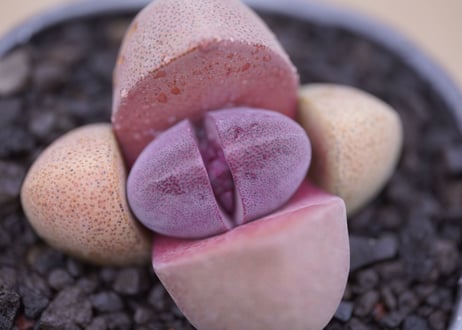 メセン 紫帝玉　Pleiospilos nelii 'Royal Flush'