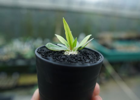 パキポディウム　恵比寿笑い　Pachypodium brevicaule　No.7
