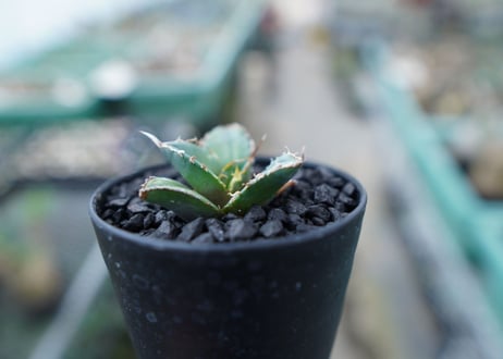 アガベ　チタノタ　FO-76　Agave titanota  FO-76　No.15
