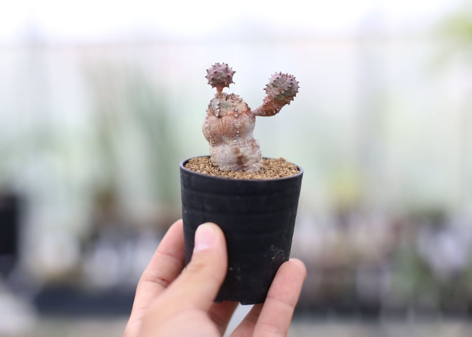 5ec4e48d34ef010e661a3ebc