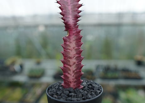 ユーフォルビア　紅彩雲閣　Euphorbia trigona f. rubra　No.1