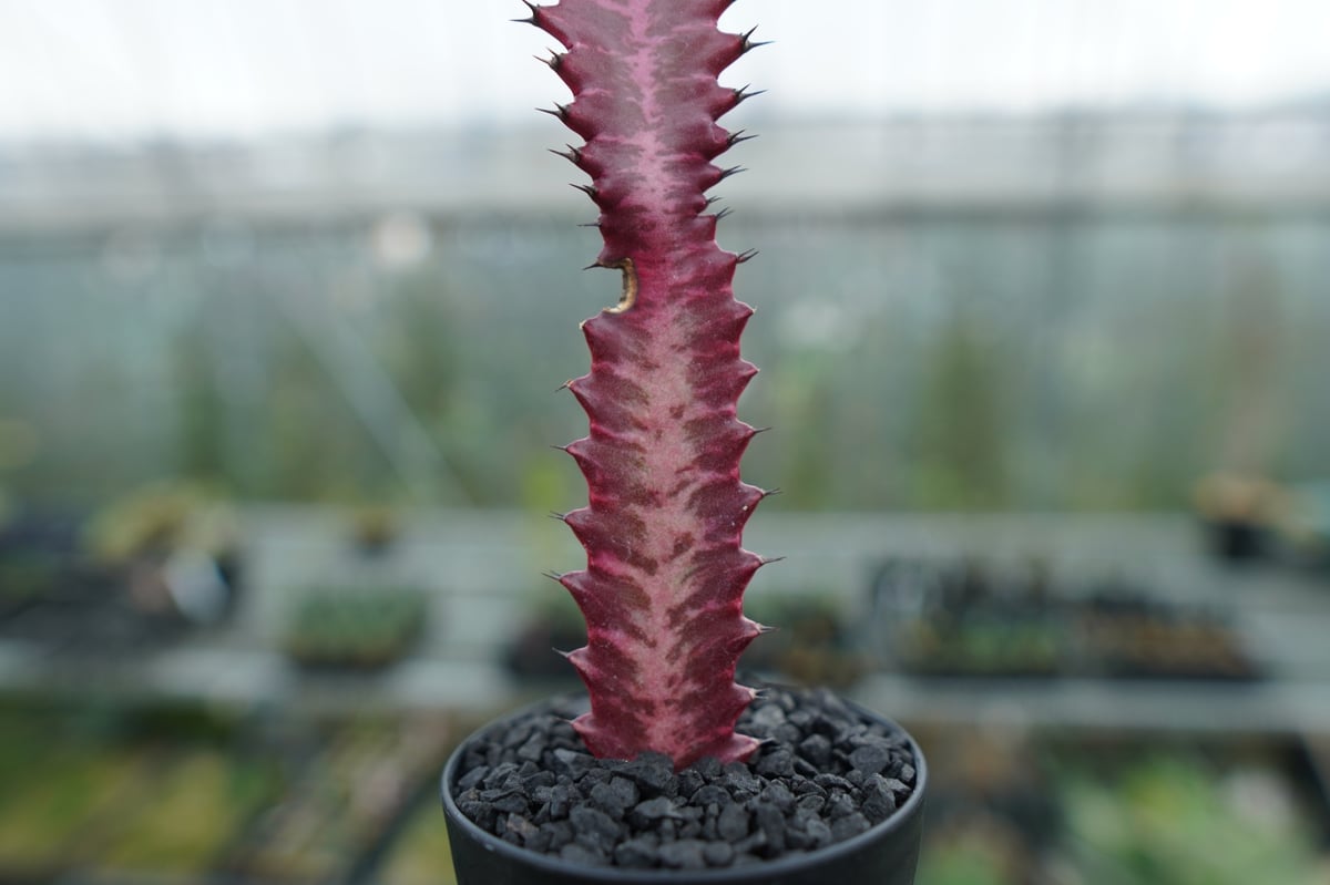 ユーフォルビア 紅彩雲閣 Euphorbia trigona f. rubra No.1 |