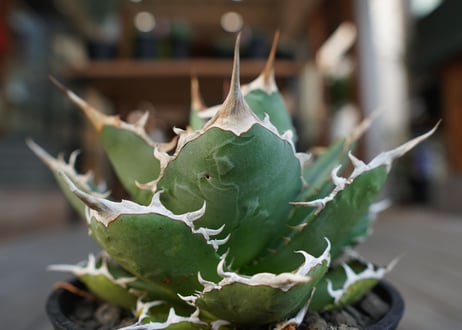 アガベ　チタノタ　FO-76　Agave titanota ”FO-76"　No.2
