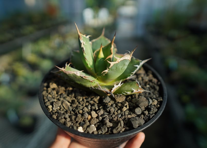 Agave titanota FO-076 スタッズタイプ-