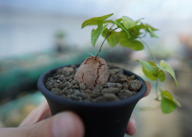 亀甲竜 Dioscorea elephantipes C1 | mana's farm:塊根植