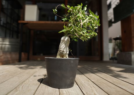 フォッケア　エデュリス　火星人　Fockea edulis