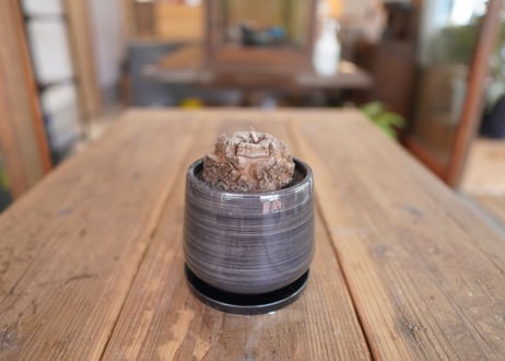 亀甲竜　Dioscorea elephantipes