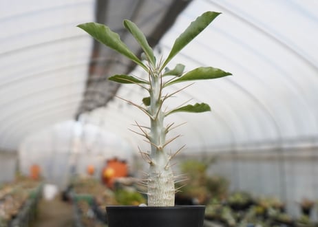 パキポディウム　サンデルシー　Pachypodeium saundersii