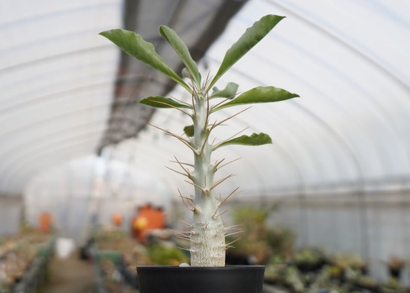 パキポディウム サンデルシー Pachypodeium saundersii | mana's