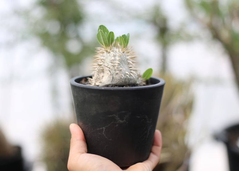 パキポディウム エブレネウム 発根済 パキポディウム・エブレネウム 発根済 現地球