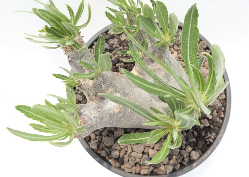 パキポディウム イノピナツム | mana's farm:塊根植物・アガベ