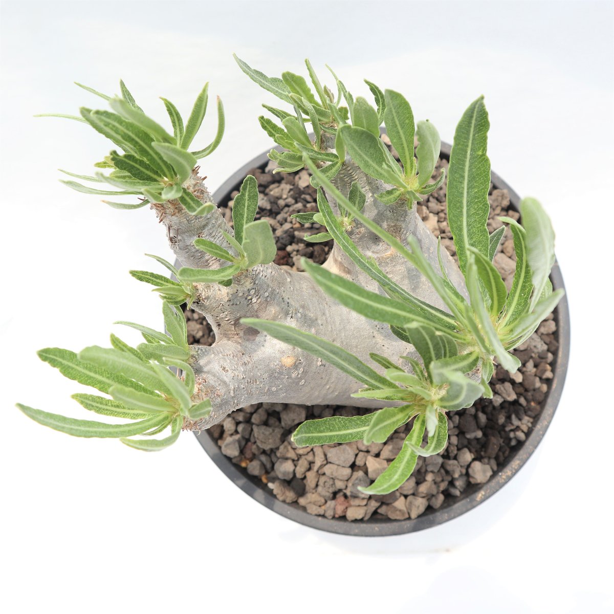 パキポディウム イノピナツム | mana's farm:塊根植物・アガベ