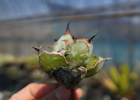 agave　titanota　ブラックアンドブルー　No.6